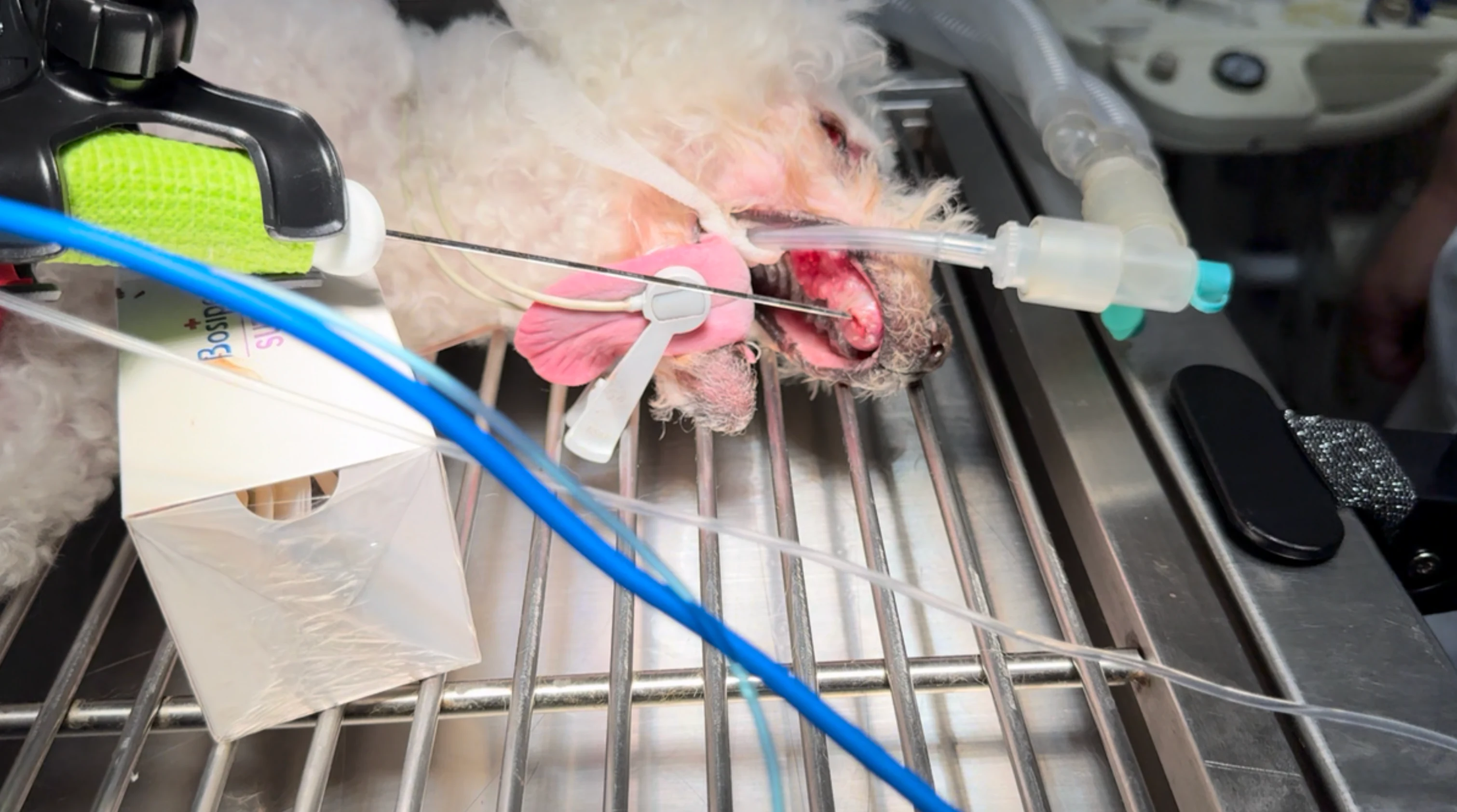 Veterinary professionals attending RFA-100 training