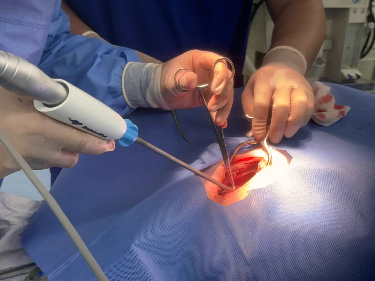 Veterinary team performing open soft-tissue surgery
