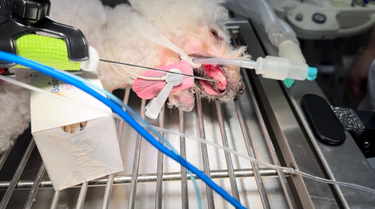 Veterinary tumor surgery and radiofrequency ablation workflow